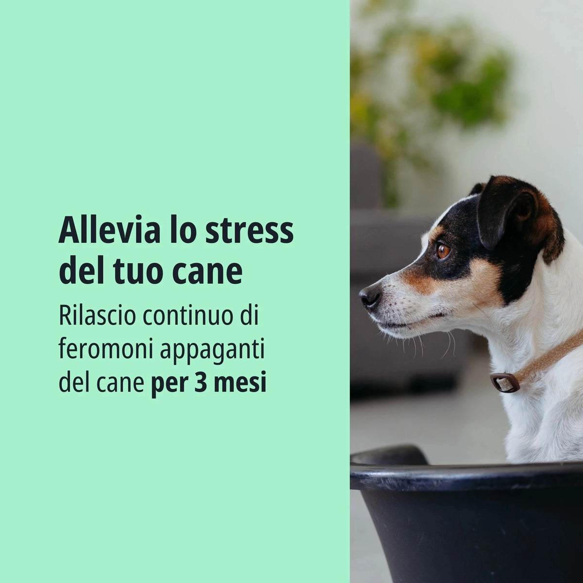 Virbac ZENIDOG Collare con Feromoni Calmanti per Cani Med Large 10-50 kg