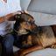 Virbac ZENIDOG Collare con Feromoni Calmanti per Cani Med Large 10-50 kg