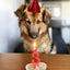 Festeggiamo Insieme Con Candelina, Cappellini e Tortina al Salmone da Personalizzare per il tuo Cane
