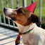 Festeggiamo Insieme Con Candelina, Cappellini e Tortina al Salmone da Personalizzare per il tuo Cane