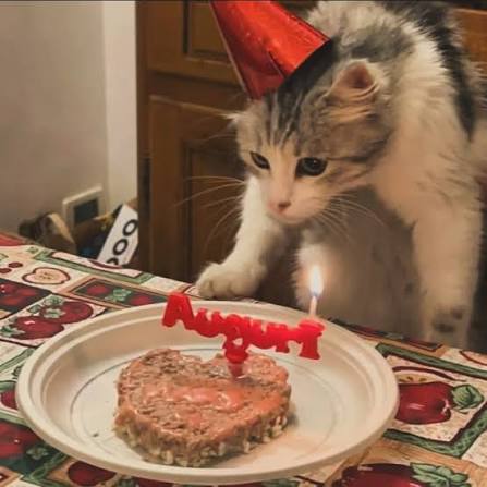 Festeggiamo Insieme Con Candelina, Cappellini e Tortina al Manzo da Personalizzare per il tuo Gatto